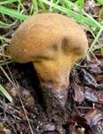 Weichlicher Stäubling, Foto 9