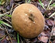 Weichlicher Stäubling, Foto 10