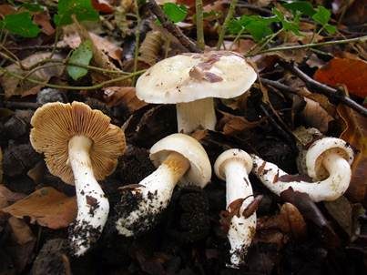 Weichstieliger Schleimfuß, Foto 2