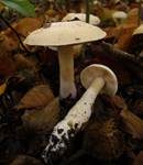 Weichstieliger Schleimfuß, Foto 12