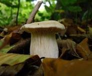 Weichstieliger Schleimfuß, Foto 13