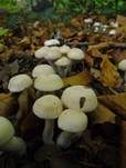 Weichstieliger Schleimfuß, Foto 15