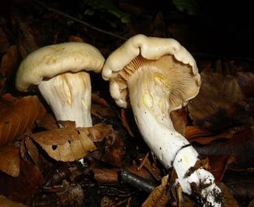 Weichstieliger Schleimfuß, Foto 4