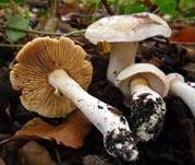 Weichstieliger Schleimfuß, Foto 6