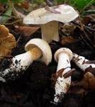 Weichstieliger Schleimfuß, Foto 7