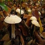 Weichstieliger Schleimfuß, Foto 8