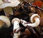Weichstieliger Schleimfuß, Foto 9