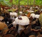 Weichstieliger Schleimfuß, Foto 10