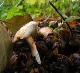 Weichstieliger Schleimfuß, Foto 11