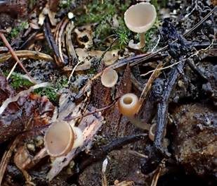 Weidenkätzchen-Becherling, Foto 2