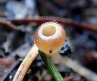 Weidenkätzchen-Becherling, Foto 3