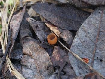 Weidenkätzchen-Becherling, Foto 4