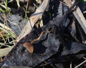 Weidenkätzchen-Becherling, Foto 6