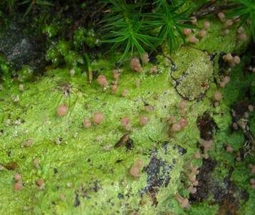 Braune Köpfchenflechte, Foto 2