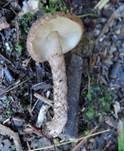 Weinbrauner Schirmling, Foto 5