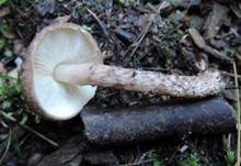Weinbrauner Schirmling, Foto 7