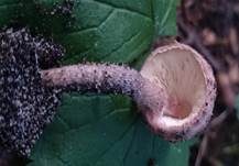 Weinbrauner Schirmling, Foto 8