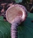 Weinbrauner Schirmling, Foto 10