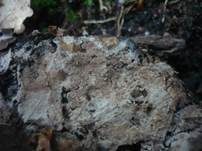 Weinbraunes Filzgewebe, Foto 6