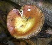 Weinroter Dottertäubling, Foto 15