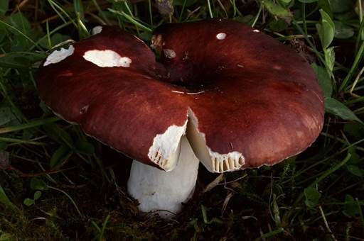 Weinroter Dottertäubling, Foto 4