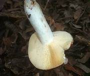 Weinroter Dottertäubling, Foto 7