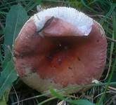 Weinroter Dottertäubling, Foto 9