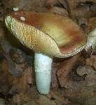 Weinroter Dottertäubling, Foto 10