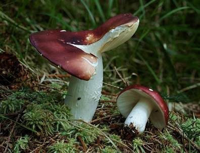 Weinroter Graustieltäubling, Foto 3