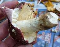 Weinroter Graustieltäubling, Foto 21