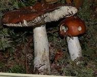 Weinroter Graustieltäubling, Foto 11