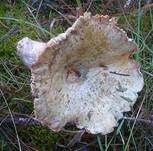 Weinroter Kiefern-Reizker, Foto 10