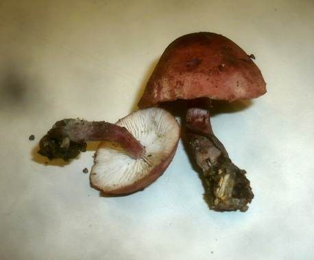 Weinroter Körnchenschirmling, Foto 3