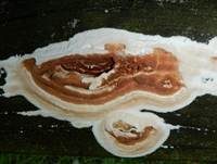 Weinroter Lederfältling, Foto 11
