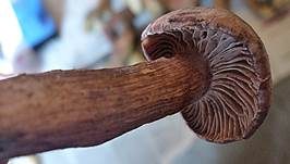 Weinroter Schneckling, Foto 12