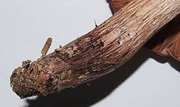 Weinroter Schneckling, Foto 15