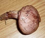 Weinroter Schneckling, Foto 7
