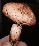 Weinroter Schneckling, Foto 8