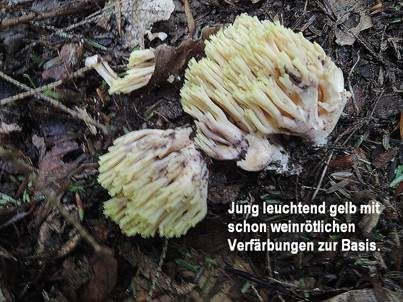 Weinrotstielige Koralle, Foto 2