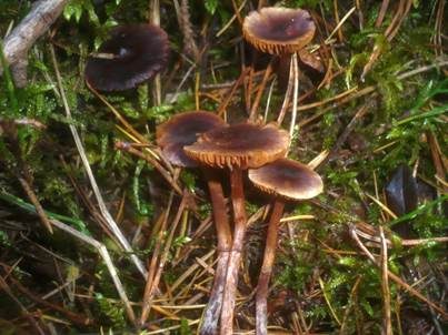 Weißbereifter Gürtelfuß, Foto 4