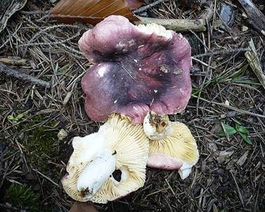 Amethysttäubling, Foto 2
