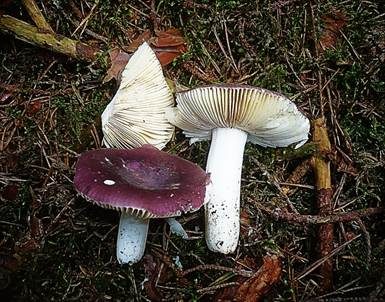 Amethysttäubling, Foto 3