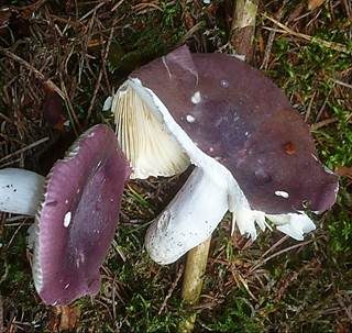Amethysttäubling, Foto 4