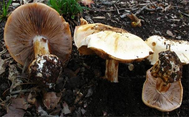 Weißbereifter Klumpfuß, Foto 2