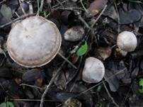 Weißbeschleierter Dickfuß, Foto 6