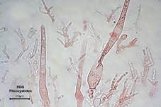 Weißblättriger Samtfußrübling, Foto 25