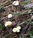 Weißblättriger Afterleistling, Foto 7