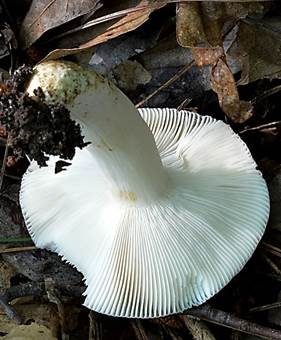 Weißblättriger Bunttäubling, Foto 3