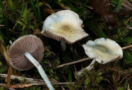 Weißblauer Träuschling, Foto 2