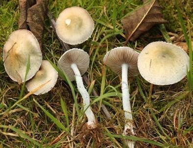 Weißblauer Träuschling, Foto 3
